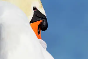 Inlaag: Mute Swan (Cygnus olor) close-up of a male