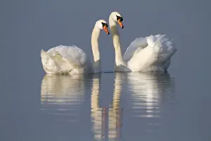 Making: Mute Swan (Cygnus olor) couple making courtship