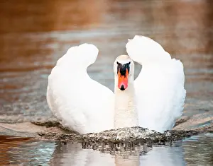 Anserinae: Mute swan (Cygnus olor) curious, on a body of water