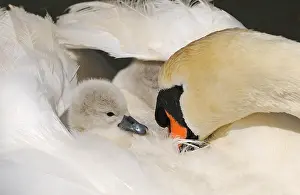 Dorset: Mute Swan (Cygnus olor) cygnet, on back of adult female