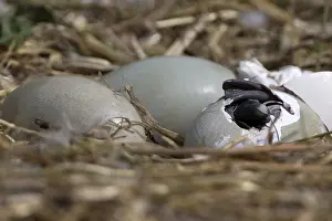 Breaking: Mute Swan (Cygnus olor) cygnet hatching from it