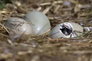 Breaking: Mute Swan (Cygnus olor) cygnet hatching from it