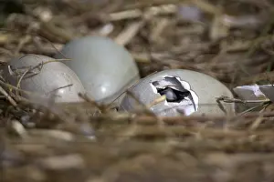 Breaking: Mute Swan (Cygnus olor) cygnet hatching from it