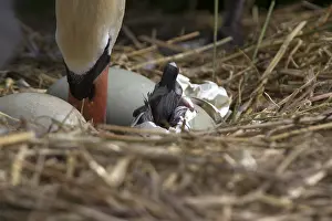 Breaking: Mute Swan (Cygnus olor) cygnet hatching from it