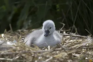 050419: Mute Swan (Cygnus olor) cygnet on the nest, aft