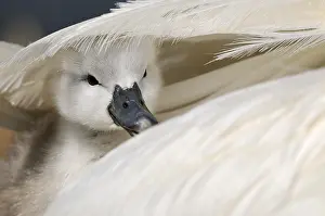 Airplane: Mute Swan (Cygnus olor), cygnet, under wing of adult f
