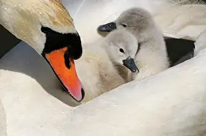 Brackish: Mute Swan (Cygnus olor), two cygnets, on back of