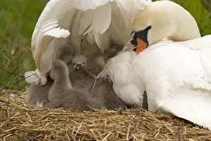Warmth: Mute Swan (Cygnus olor) cygnets on the nest, wh