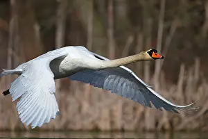 Start: Mute Swan (Cygnus olor) in departure, Mecklenburg-Western