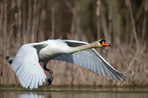 Start: Mute Swan (Cygnus olor) in departure, Mecklenburg-Western