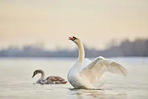 Danube: Mute swan (Cygnus olor) on donau river, Bavaria