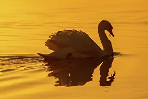 Olor: Mute swan, Cygnus olor, feeding on lake at sunrise