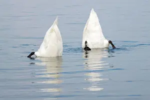 Vorarlberg: Mute swan (Cygnus olor), feeding under water, Vorarlberg