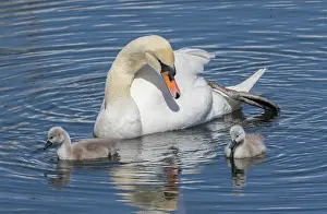 Rspb: Mute swan, Cygnus olor, female with cygnets on c