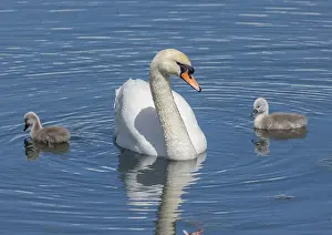 Rspb: Mute swan, Cygnus olor, female with cygnets on c