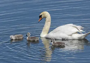 Rspb: Mute swan, Cygnus olor, female with cygnets on c