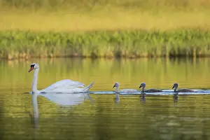 Artificial: Mute Swan (Cygnus olor) female followed by her three