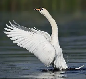 Stretching: Mute Swan (Cygnus olor), flapping wings, North Rhine-Westpha