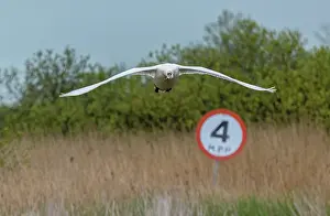 Humour: Mute swan, Cygnus olor, in flight over 4 mph spe