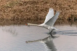 Grand: Mute Swan (Cygnus olor) in flight over the water