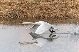 Grand: Mute Swan (Cygnus olor) in flight over the water