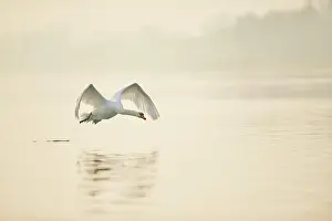 Donau: Mute swan (Cygnus olor), flying above Donau river