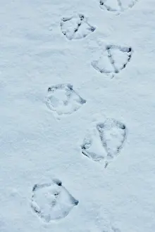 Imprint: Mute swan (Cygnus olor), footprints in the snow