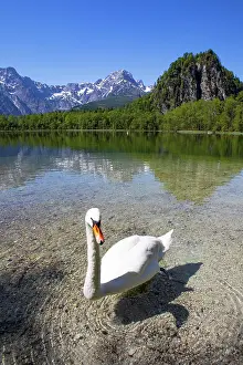 Styria: Mute swan (Cygnus olor) at the lake, Almsee, Granau