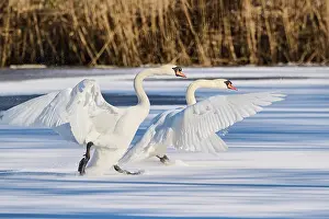 Olor: Mute swan (Cygnus olor) landing on a frozen lake