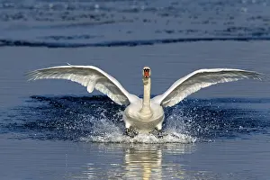Splash: Mute swan (Cygnus olor) landing on frozen lake in