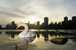 Lost: Mute swan, Cygnus olor, Lost Lagoon, Stanley
