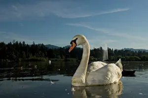 Lost: Mute swan, Cygnus olor, Lost Lagoon, Stanley