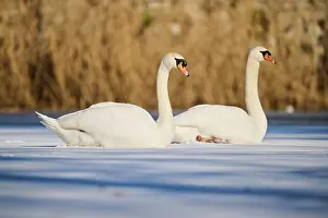 Olor: Mute swan (Cygnus olor) lying on a frozen lake, Bavaria