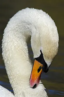 Showing: Mute swan (Cygnus olor) male close up showing knob on bill