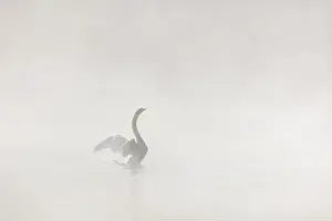Stover: Mute Swan (Cygnus olor) male flapping its wings