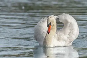 Grand: Mute swan (Cygnus olor) male making territorial