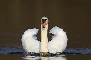 Attack: Mute swan (Cygnus olor) male swimming on lake and