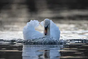 Threatening: Mute swan (Cygnus olor), male, threatening a rival