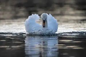 Threatening: Mute swan (Cygnus olor), male, threatening a rival
