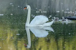 Cygnet: Mute swan, Cygnus olor, male with young cygnets;