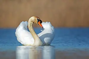 Erecting: Mute swan (Cygnus olor) mating, plumage erecting