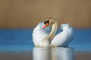 Social: Mute swan (Cygnus olor) mating, plumage erecting