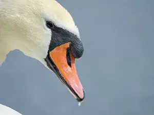 Migratory: Mute Swan (Cygnus olor) in Munich, Central Europe