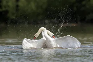 Fight: Mute Swan (Cygnus olor) Mute Swan, fighting, fighting