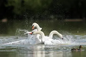 Fight: Mute Swan (Cygnus olor) Mute Swan, fighting, fighting