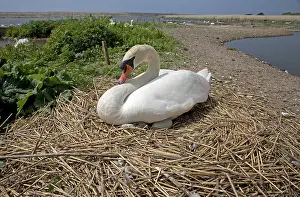 100818: One Mute swan, Cygnus olor, on nest, Abbotsbury
