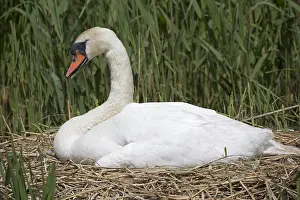 Incubating: One Mute swan, Cygnus olor, at nest, Abbotsbury