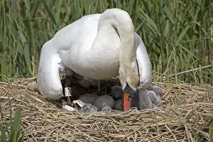 Hatching: Mute swan, Cygnus olor at nest with cygnet hatching