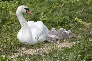 Cygnets: Mute swan, Cygnus olor, on nest with cygnets, Abbotsbury