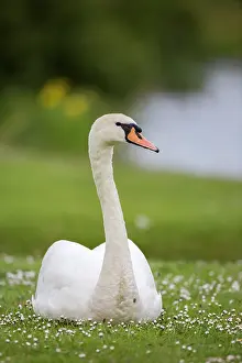 Newcastle: Mute Swan (Cygnus olor), Newcastle, England